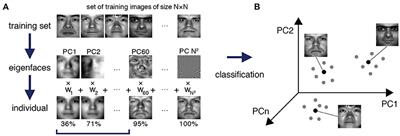 Machine Learning of Stem Cell Identities From Single-Cell Expression Data via Regulatory Network Archetypes